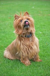Ein Australischer Terrier sitzt auf einer grünen Wiese und leckt sich die Nase