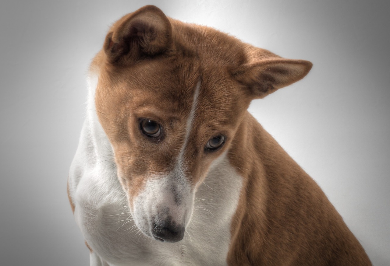 Ein Basenji-Hund mit rot-weißem Fell schaut nachdenklich nach unten, mit mandelförmigen Augen und spitzen Ohren