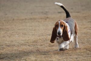 Ein Basset Hound, der konzentriert auf einer Wiese schnüffelt und einer Fährte nachgeht