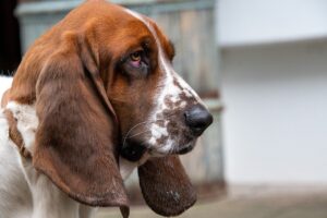 Nahaufnahme eines Basset Hounds mit weiß-braunem Fell und großen, ausdrucksvollen Augen