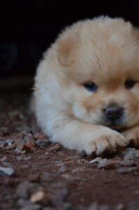Chow-Chow-Welpe mit flauschigem, cremefarbenem Fell liegt auf dem Boden und schaut neugierig