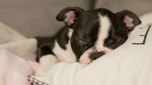 Ein junger Bostie Bull Terrier Welpe schläft friedlich auf einem weichen Kissen