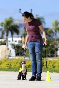 Ein Boston Terrier sitzt aufmerksam neben einer Frau, die ihn an der Leine hält. Sie üben Leinenführigkeit im Freien
