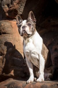 Ein Boston Terrier Hund sitzt wachsam auf einem Felsen und schaut aufmerksam in die Ferne