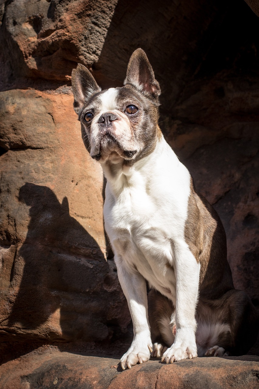 Ein Boston Terrier Hund sitzt wachsam auf einem Felsen und schaut aufmerksam in die Ferne