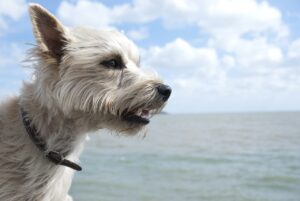 Ein Cairn Terrier, der aufmerksam über das Meer schaut, während er auf einer erhöhten Position steht.