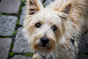 Nahaufnahme eines Cairn Terriers mit hellem, rauem Fell und aufmerksamen, großen Augen. Der Hund sieht direkt in die Kamera, während er auf einem gepflasterten Weg steht