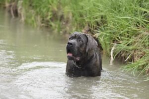 Cane Corso Hunderasse steht im Wasser und blickt aufmerksam in die Ferne