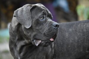Cane Corso Hund in Nahaufnahme, schaut aufmerksam zur Seite mit einem nachdenklichen Gesichtsausdruck