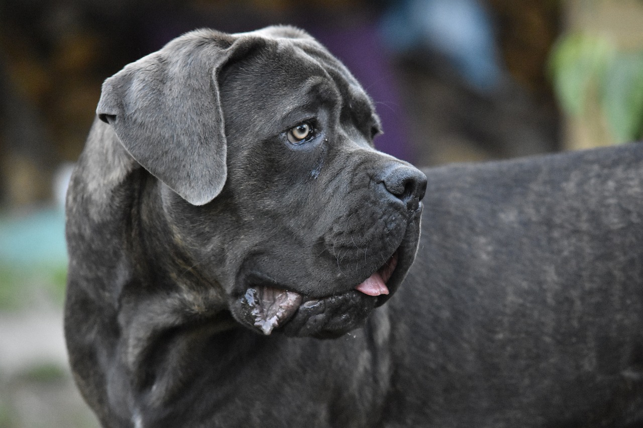 Cane Corso Hund in Nahaufnahme, schaut aufmerksam zur Seite mit einem nachdenklichen Gesichtsausdruck