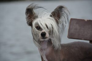 Chinesischer Schopfhund sitzt auf einer Parkbank. Das Bild zeigt einen Hairless Chinese Crested mit langem, wuscheligem Schopf und auffälligem Haarkleid um die Ohren, während der Körper nackt ist.