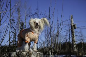 Chinesischer Schopfhund steht auf einem Baumstamm im Wald. Der Hund trägt einen Schutzanzug und hat eine auffällige Frisur mit langen Haaren an den Ohren und am Kopf