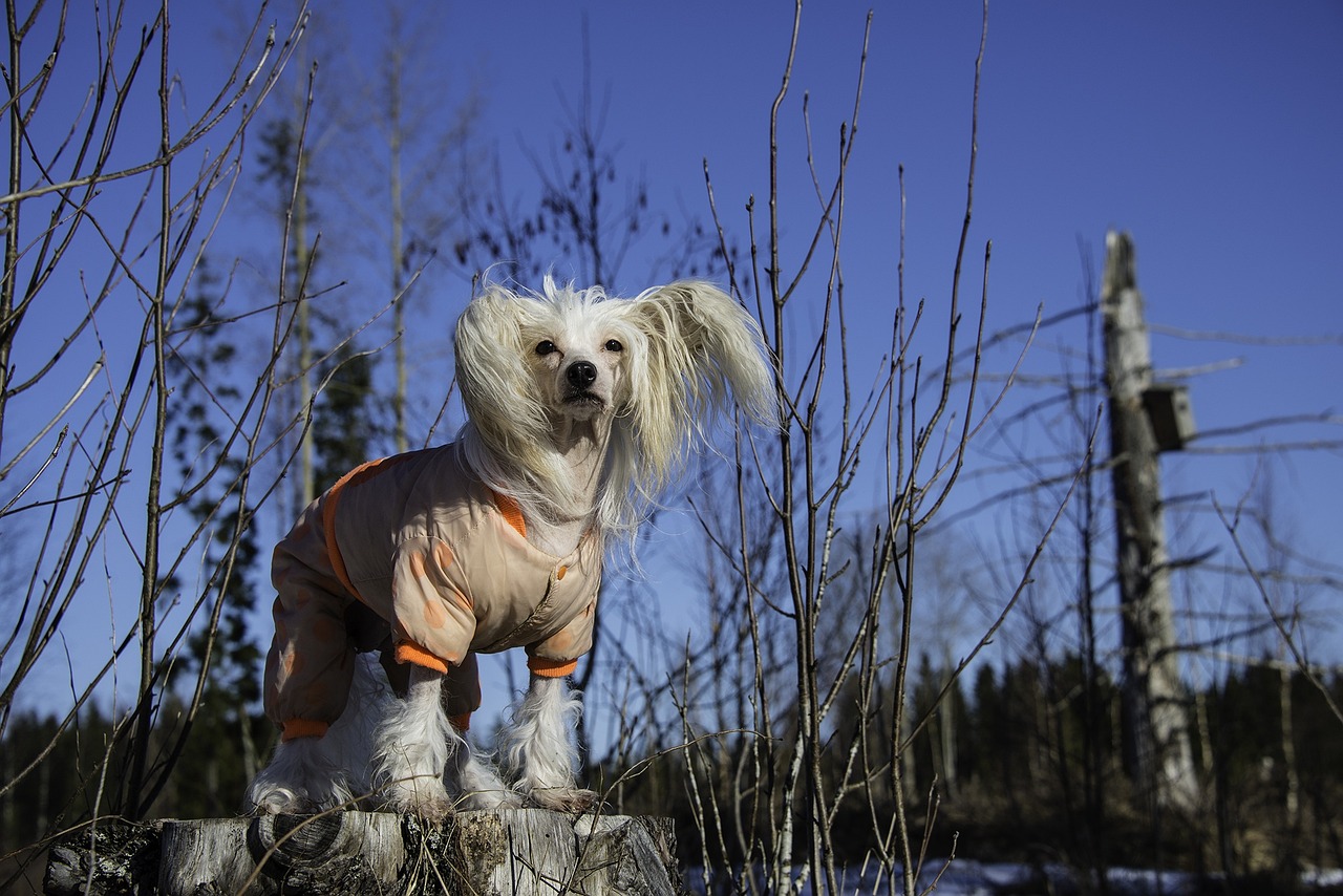 Chinesischer Schopfhund steht auf einem Baumstamm im Wald. Der Hund trägt einen Schutzanzug und hat eine auffällige Frisur mit langen Haaren an den Ohren und am Kopf