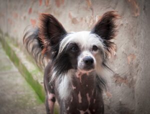 Chinesischer Schopfhund-Welpe mit einem schüchternen Gesichtsausdruck. Der Welpe hat dunkle Haut mit weißen Flecken und langes, flauschiges Haar an den Ohren und am Kopf.