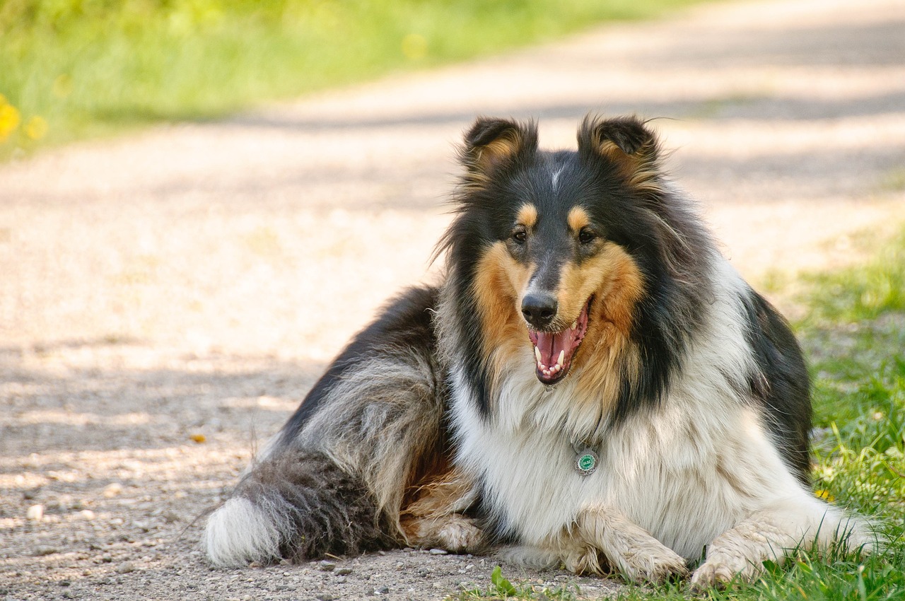 Collie Hund liegt auf einer Wiese und entspannt