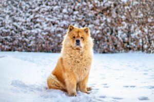 Cow-Cow-Hund sitzt im Schnee und schaut aufmerksam in die Ferne