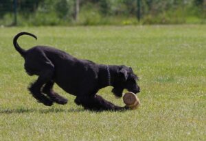 Ein schwarzer Deutscher Riesenschnauzer während eines Apportiertrainings auf einer Wiese. Der Hund trägt ein silbernes Kettenhalsband und ist dabei, ein Holzapportiergerät aufzuheben