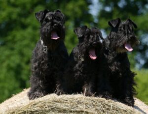 Drei schwarze Deutsche Schnauzer sitzen nebeneinander auf einem Heuballen im Freien