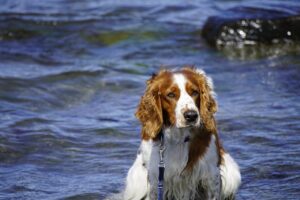 English Velcro Dog steht im Wasser und sieht in Kamera-Richtung
