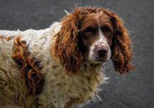 Ein Springer Spaniel aus England mit struppigen Fell sieht in die Kamera
