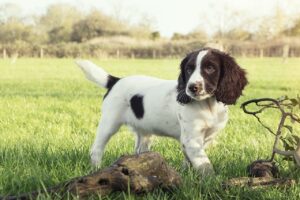 Ein kleiner weiss brauner English Springer Spaniel steht auf einer Wiese