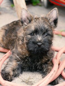 Ein junger Erdhund-Welpe mit gestromtem Fell liegt entspannt auf einem roten Gartenschlauch und schaut neugierig in die Kamera