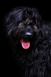 Nahaufnahme eines schwarzen Giant Schnauzers vor schwarzem Hintergrund. Der Hund hat dichtes, schwarzes Fell welches regelmäßig gepflegt werden muss
