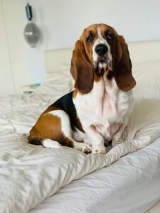 Ein Basset Hound mit braunem und weißem Fell, der auf einem Bett sitzt und aufmerksam in die Kamera schaut