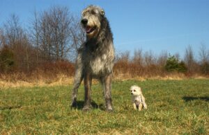 Ein großer grauer Irischer Wolfshund steht auf einer Wiese