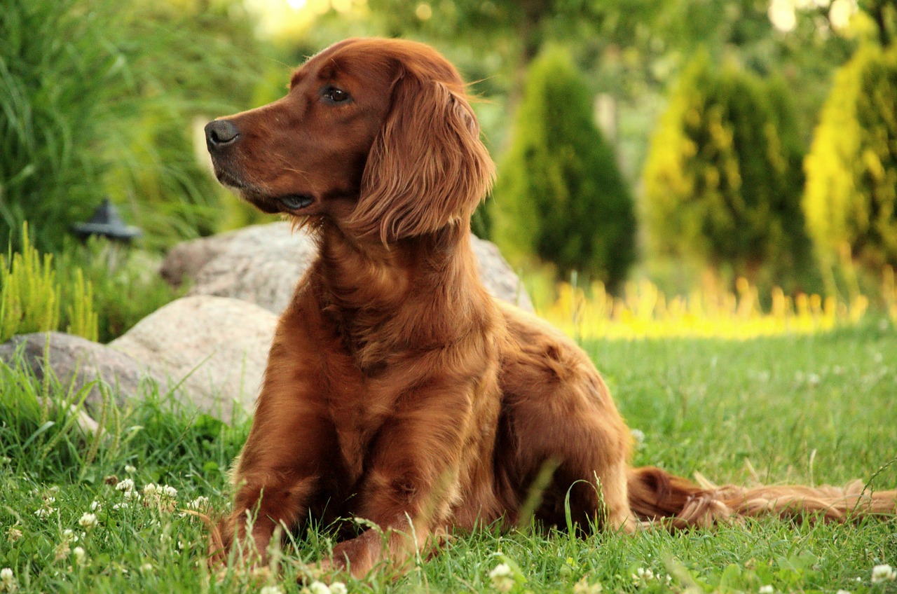 Ein Irish Setter liegt aufmerksam auf einer Wiese und blickt zur Seite.