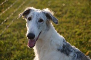 Der Irish Wolfhound Welpe steht auf der Wiese und lächelt mit leicht geöffnetem Maul in die Kamera