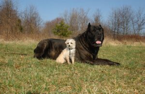 Ein Italienischer Mastiff liegt neben einem kleinen Chihuahua-Mischling auf einer Wiese