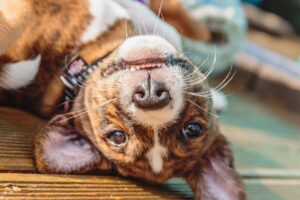 Ein Kongo-Hund liegt entspannt auf dem Rücken und zeigt ein verspieltes Lächeln