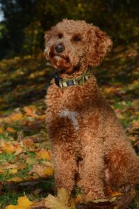 Ein Lagotto Romagnolo mit rötlich-braunem Fell sitzt aufmerksam im herbstlichen Wald