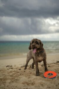 Ein Lagotto Romagnolo steht mit sandigem Fell und ausgestreckter Zunge am Strand neben einer Frisbee