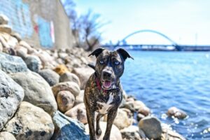 Ein Louisiana Catahoula Leopard Dog zwischen Steinen am Flussufer blickt in die Kamera