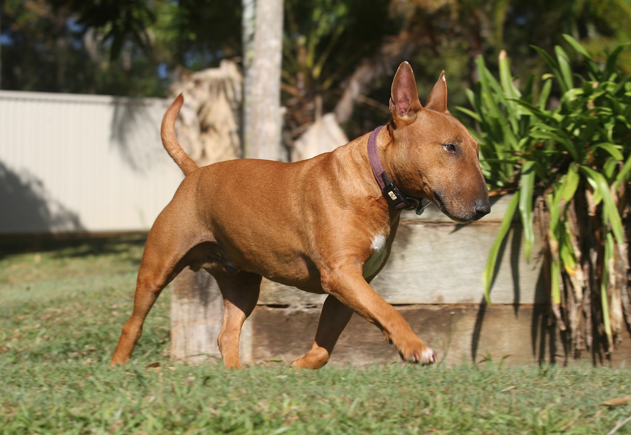 Miniatur Bullterrier auf einer Wiese, in aufrechter Haltung mit aufmerksamem Blick