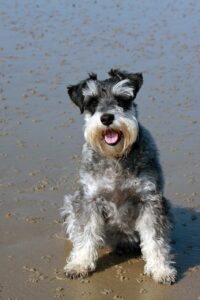 Mittelschnauzer-Hund sitzt am Strand mit ausgestreckter Zunge und freundlichem Ausdruck. Das Fell des Hundes ist grau und weiß gemustert, und er hat die charakteristischen buschigen Augenbrauen und den Bart eines Schnauzers