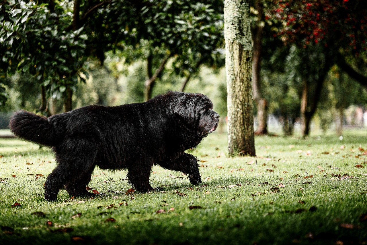 Ein schwarzer Neufundländer läuft majestätisch über eine Wiese in einem Wald