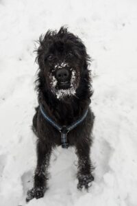 Ein Riesenschnauzer Hund sitzt im Schnee und blickt aufmerksam nach vorne. Sein Gesicht und seine Beine sind mit Schneeresten bedeckt, und er trägt ein blaues Geschirr, das sich vom Schnee abhebt