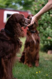 Ein roter Blitz Hund Setter nimmt vorsichtig Futter aus der Hand eines Menschen, während ein zweiter Hund im Hintergrund steht.