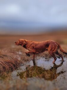 Ein Rotschopf Setter im Jagdmodus zeigt aufmerksam Beute an und bewegt sich durch ein sumpfiges Gelände