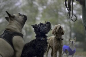Ein schwarzer Scotch Terrier steht mit anderen Hunden und schaut erwartungsvoll nach oben, als würde er auf den nächsten Spaziergang warten