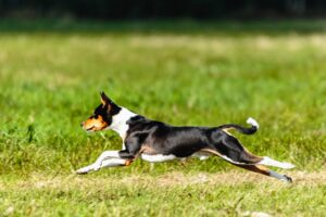 Die seltene Hunderasse Basenji läuft geschmeidig und schnell durch eine grüne Wiese, die Muskulatur des schlanken Körpers ist gut sichtbar
