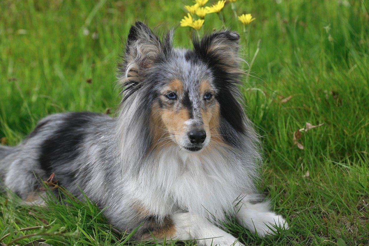 Ein junger Sheltie Hund liegt im Gras