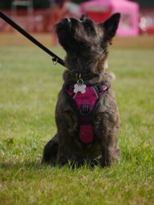 Ein Toto Hund, der beim Training im Park sitzt, ausgestattet mit einer pinken Hundeweste und einer Leine. Der Hund schaut konzentriert nach oben, als ob er auf einen Befehl wartet