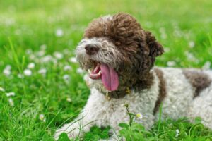 Ein Trüffelsuchhund Romagnolo mit braun-weißem Fell liegt entspannt im grünen Gras und hechelt fröhlich