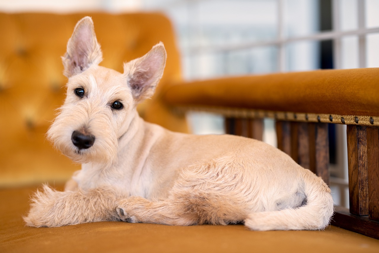 Ein weißer Scottish Terrier sitzt entspannt auf einem braunen Polsterstuhl und blickt neugierig in die Kamera