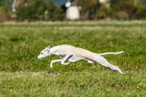 Ein Whippet Dog rennt mit gestrecktem Körper über eine grüne Wiese, beeindruckende Geschwindigkeit und elegante Haltung