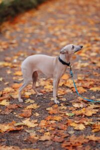 Whippet-Welpe steht im herbstlichen Laub und schaut nach oben